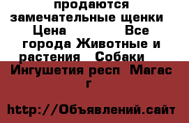 продаются замечательные щенки › Цена ­ 10 000 - Все города Животные и растения » Собаки   . Ингушетия респ.,Магас г.